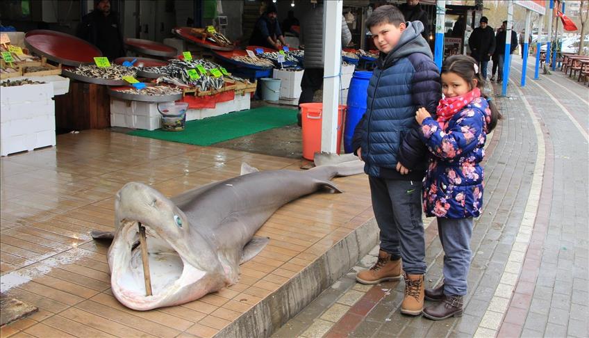 Turqi, një peshkatar kap peshkaqenin 4.5 metra të gjatë
