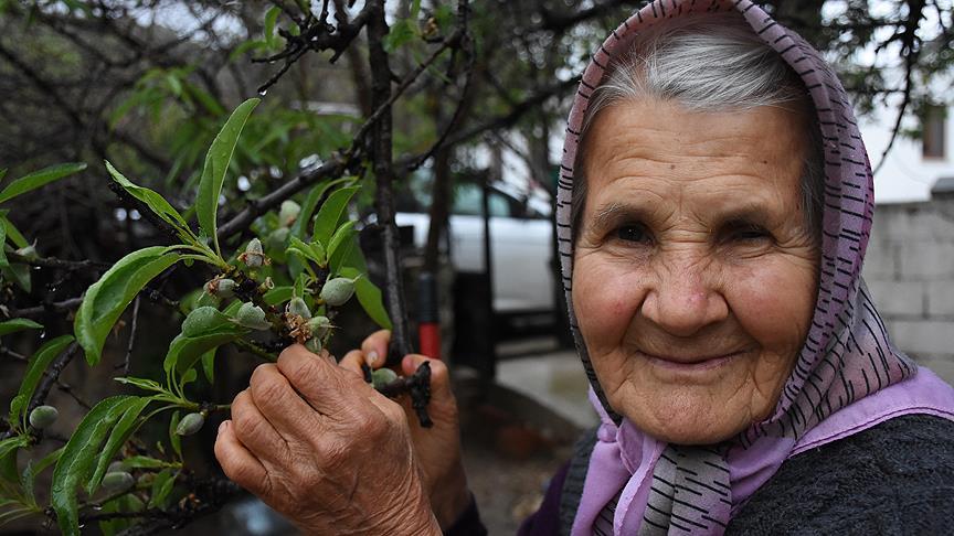Mevsimin ilk badem çağlalarının hasadı Datça'da başladı