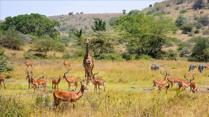 Kenia, safari i vetëm në botë në afërsi të një qyteti