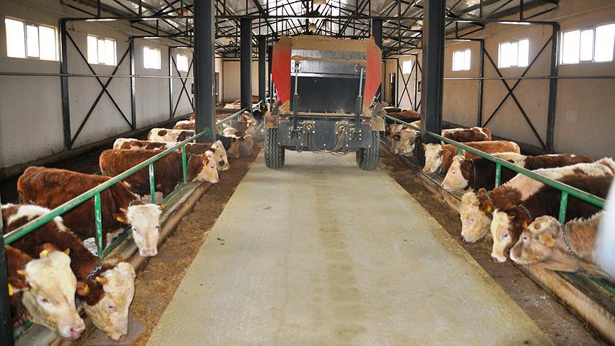 TKDK'den aldığı hibe desteğiyle çiftlik kurdu