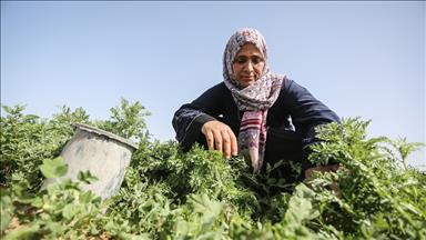 Gazzeli kadın çiftçilerin 'ateş hattı'ndaki yaşam mücadelesi