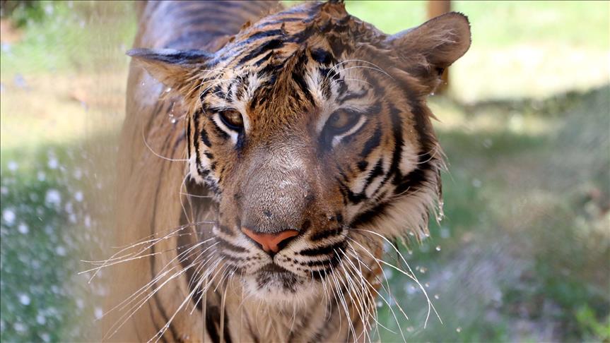 Indonezija: Sumatranski tigar usmrtio građevinskog radnika