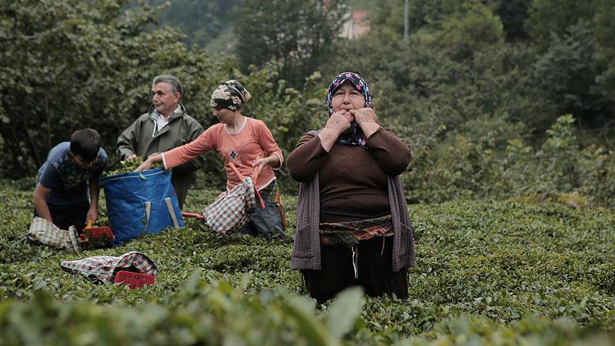 Doğu Karadeniz'in 'ıslık dili' TÜBİTAK projesi oldu
