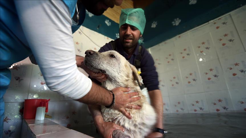 Healing thermal water cure for Istanbul strays