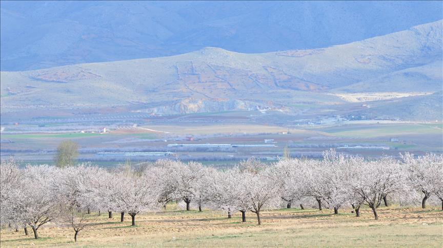 شکوفه باران شدن درختان زردآلو در ترکیه