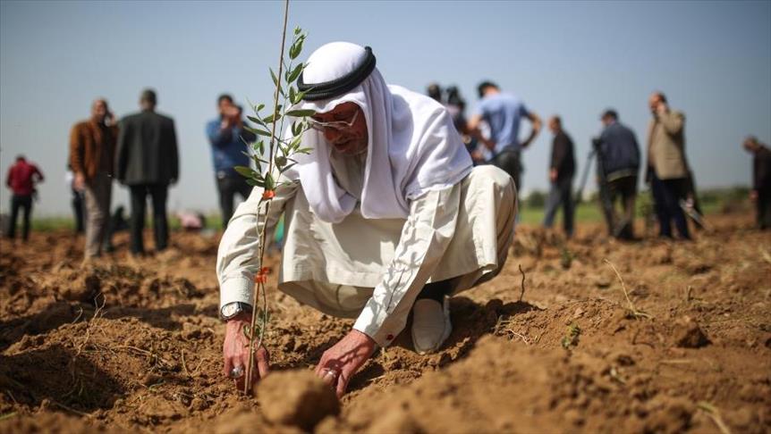 فلسطينيون يزرعون شتلات الزيتون بالقرب من حدود غزة