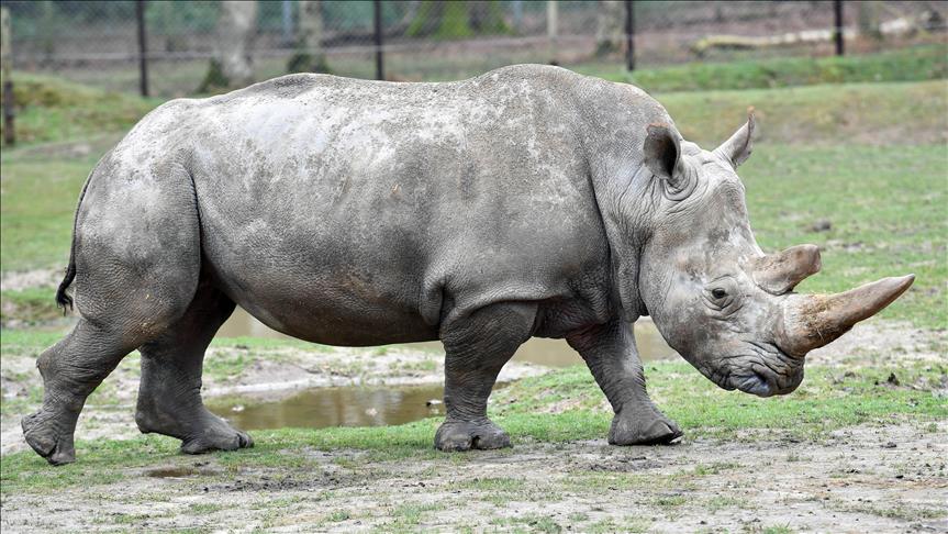 World's last male northern white rhino dies aged 45