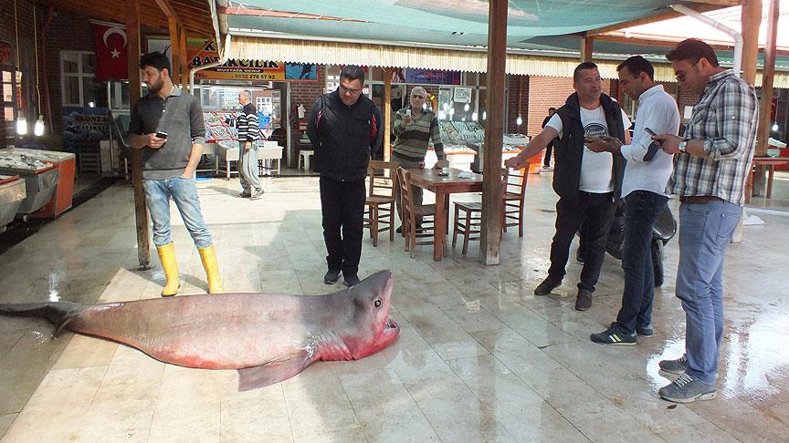 Mersin'de 4 metrelik köpek balığı yakalandı 