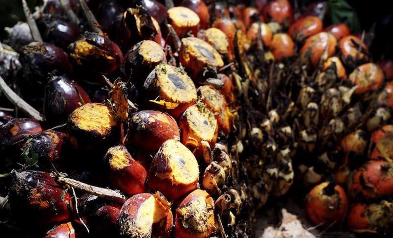Indonesia menang banding sengketa biodiesel dengan Uni Eropa