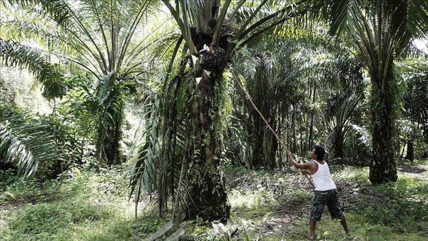 Indonesia masih andalkan kelapa sawit ke Taiwan