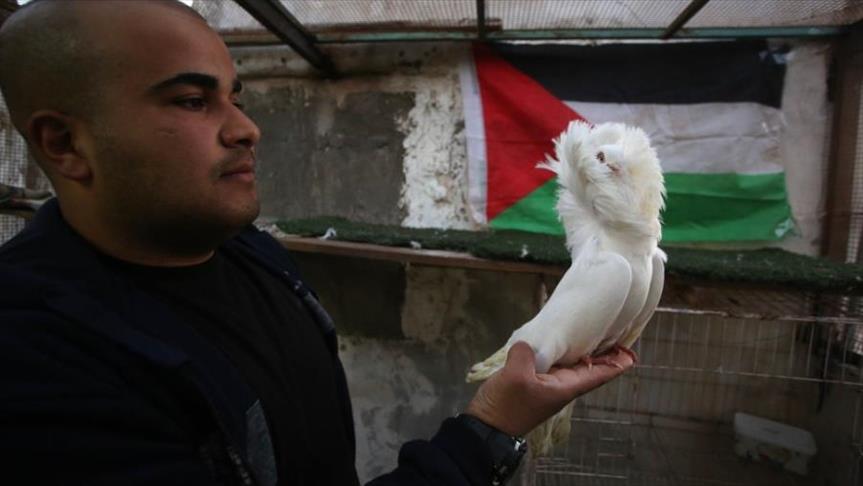 الفلسطيني "رمضان".. عاشق "حمام الزينة" النادر (تقرير)