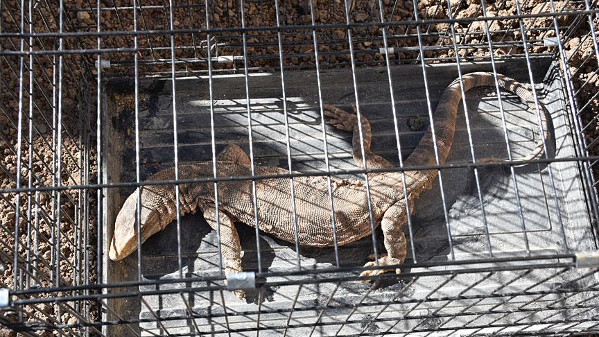 Cizre'de nesli tükenmekte olan çöl varanı bulundu 