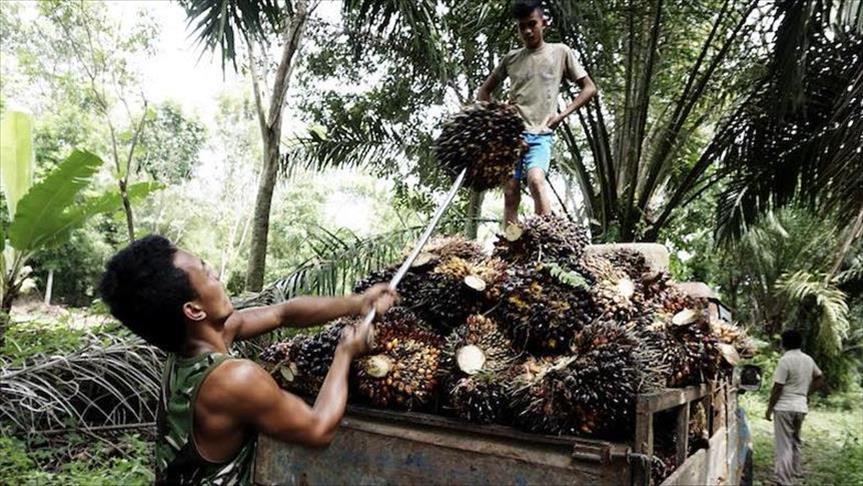 April, harga CPO menguat jadi USD711,6 per metric ton
