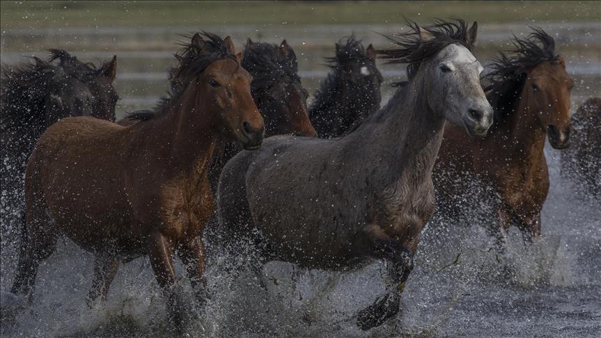 Turska: Krda konja atrakcija za zaljubljenike u fotografiju