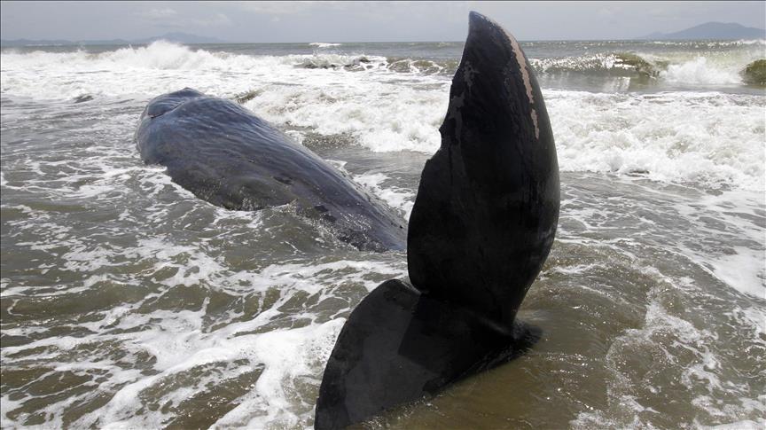 Más de 330 ballenas fueron cazadas por embarcaciones japonesas