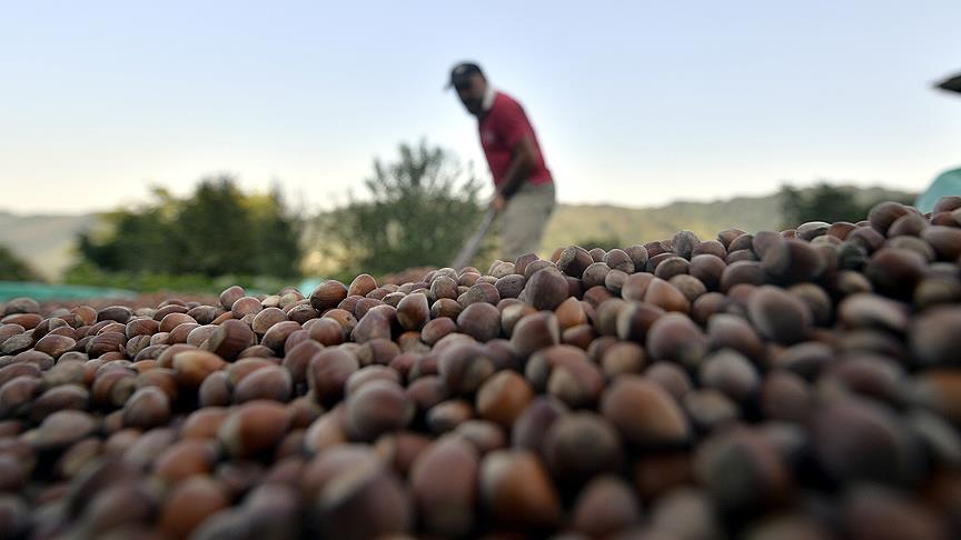 Turkey's hazelnut export climbs over 190,000 tons