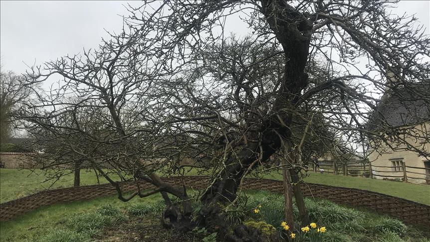 Le "pommier de Newton" défie le temps