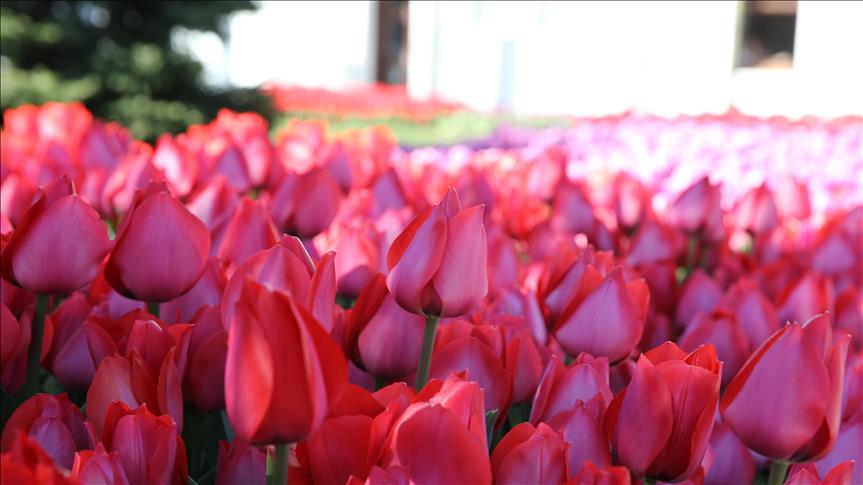 Turkey’s gift to the world: Tulips