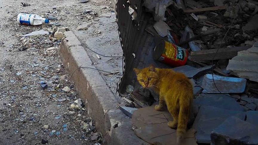 Suriye'deki sokak hayvanları için tıbbi malzeme yardımı 