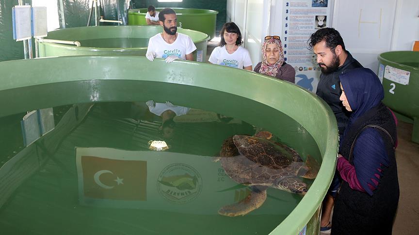 Uluslararası caretta nöbetinin gönüllü ordusu 