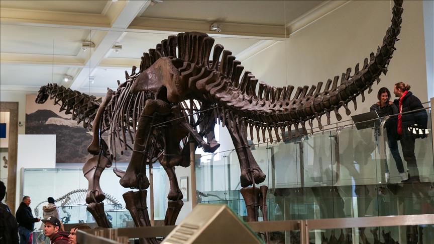 Esqueletos De Dos Dinosaurios Se Vendieron Por Cerca De Eur 3 Millones