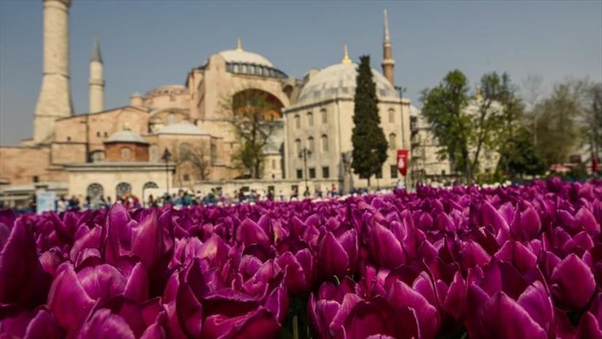إسطنبول تتزين بأكبر سجادة بالعالم من زهور التوليب