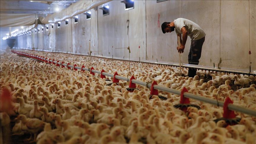 Image result for Turkish poultry production up in February