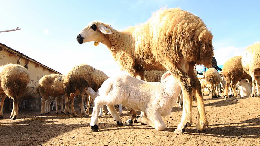 'Süt kuzuları'nın anneleriyle buluşma telaşı