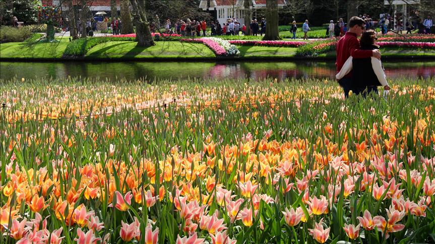 Tulipanët në Holandë, kopshti i luleve në Keukenhof tërheq vëmendjen e vizitorëve