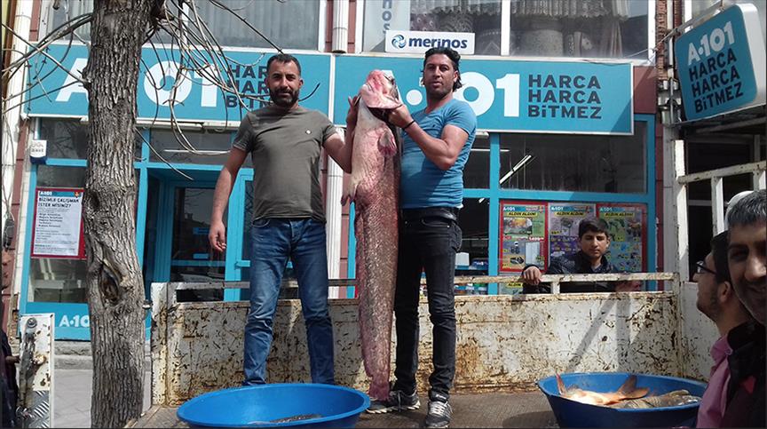 تركي يصطاد بصنارته سمكة "سلور" عملاقة شمالي البلاد