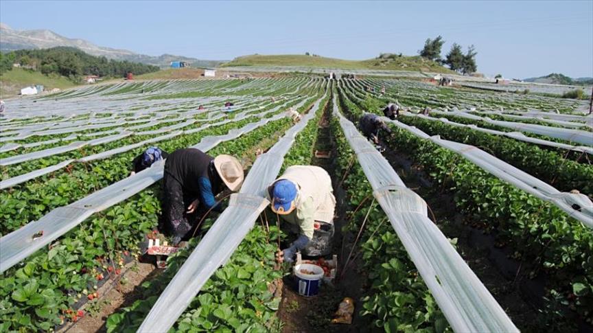 تركمان سوريون يبدأون حصاد فراولة زرعوها في "يايلاداغي" التركية