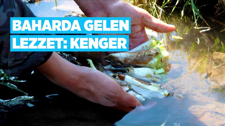 Baharla gelen lezzet: 'Kenger'