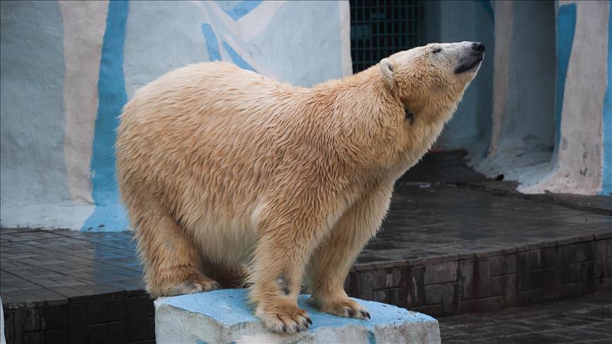Ngordh ariu i parë dhe i vetëm polar i lindur në rajon tropikal