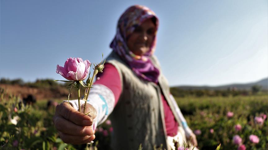 Gülün anavatanında erken hasat