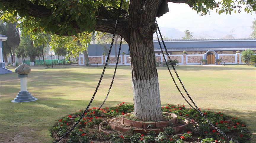 Tree in Pakistan remains ‘under arrest’ for 120 years
