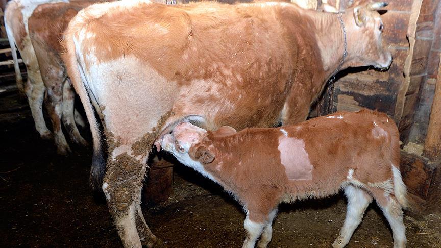 Buzağı 'Arda' için seferber oldular