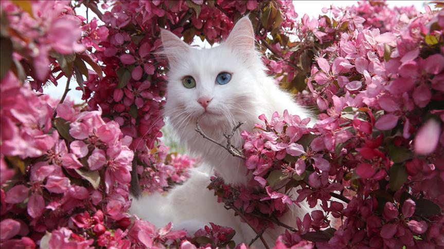 Turkish Van cats not only get 9 lives, but also pools