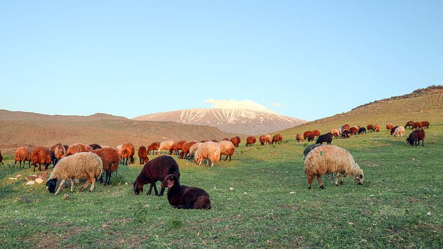 dogu anadolu da koyunlara yayla tirasi