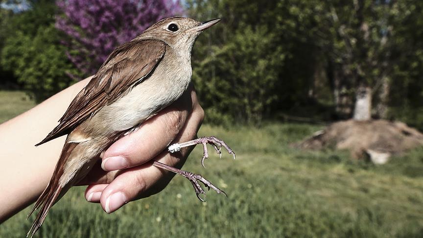 African nightingale spends lifetime on road to Turkey 
