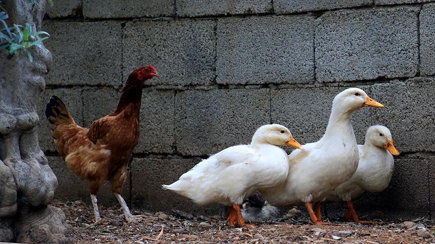 Ördek yavrularına annelik yapan tavuk 