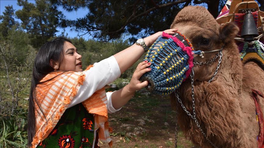 Deux chercheurs algériens découvrent la maladie du ‘’chameau fou’’