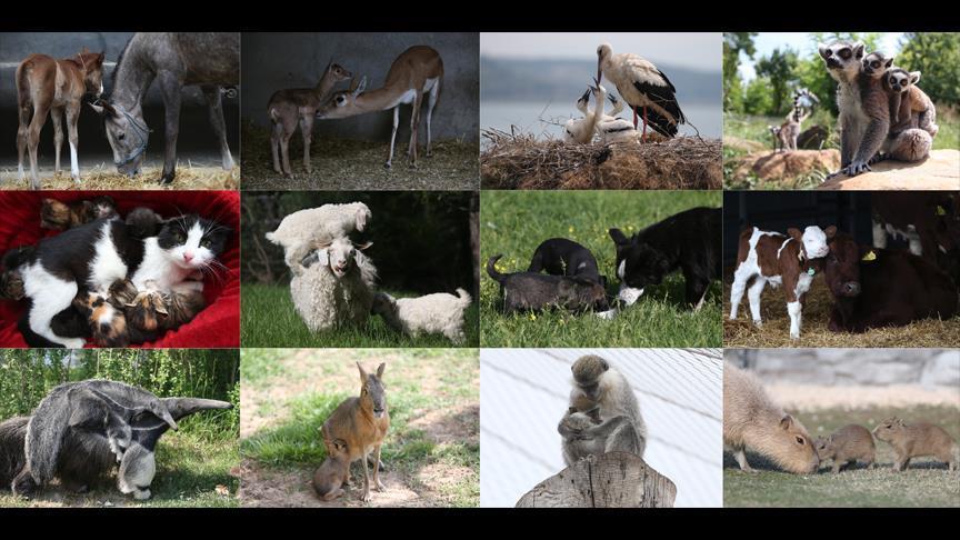 Motherhood in animal kingdom touches hearts