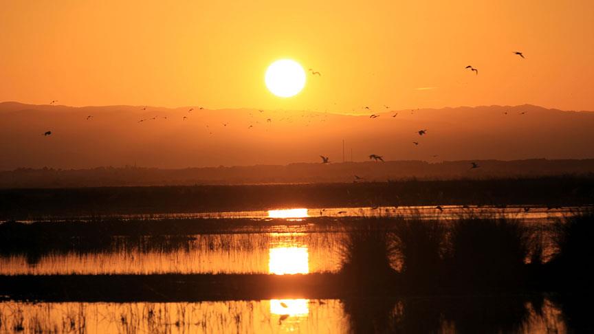 Kızılırmak Deltası kuş gözlemcilerini bekliyor