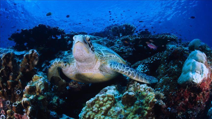 Cierran gradualmente playa colombiana para proteger tortuga Carey