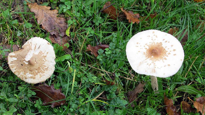 İran'da yabani mantar zehirlenmesi: 11 ölü