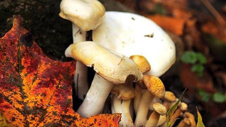 Iran: Onze décès à cause des champignons sauvages 