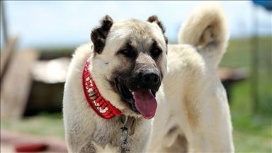 Le "Kangal", une race canine turque au service des éleveurs français