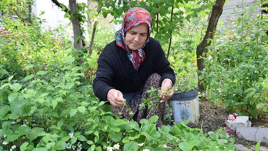 Turquie : Des semences ancestrales précieusement conservées