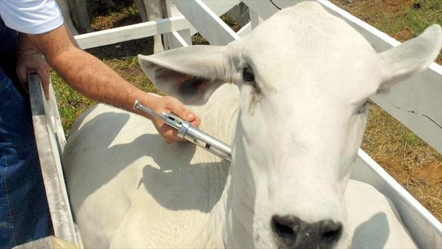 Brasil es certificado como país libre de fiebre aftosa con vacunación