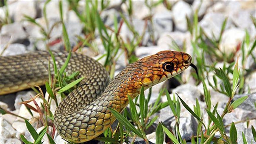 Indi, gjarpri kafshon nënën, vdes edhe foshnja 